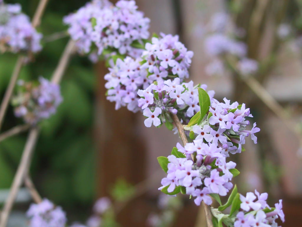 Buddleja alternifolia - Bluetenmacro2.jpg
